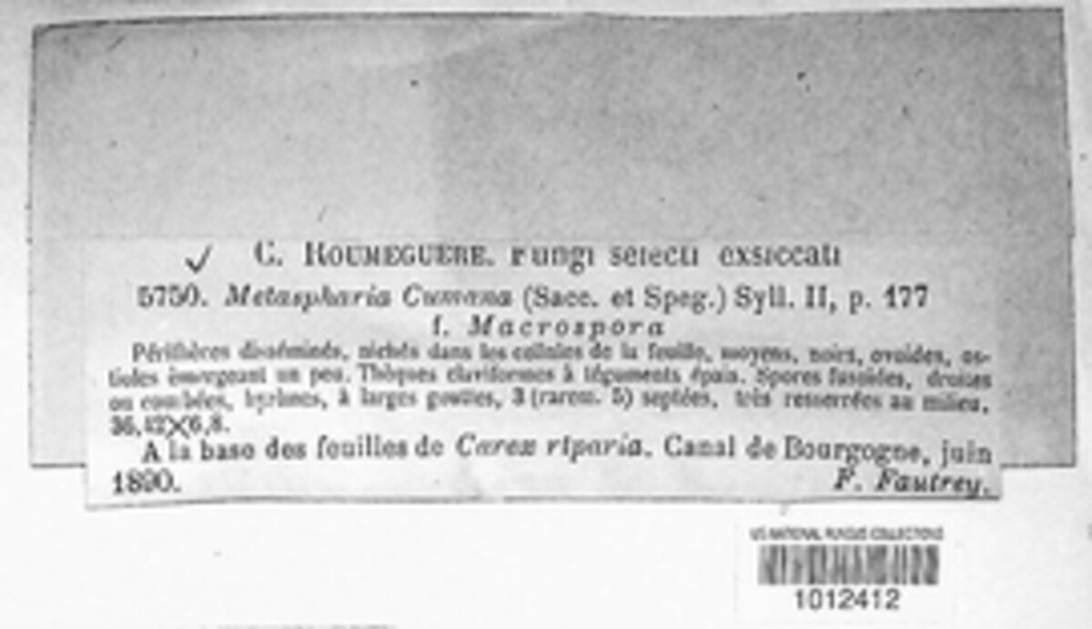 Metasphaeria cumana image